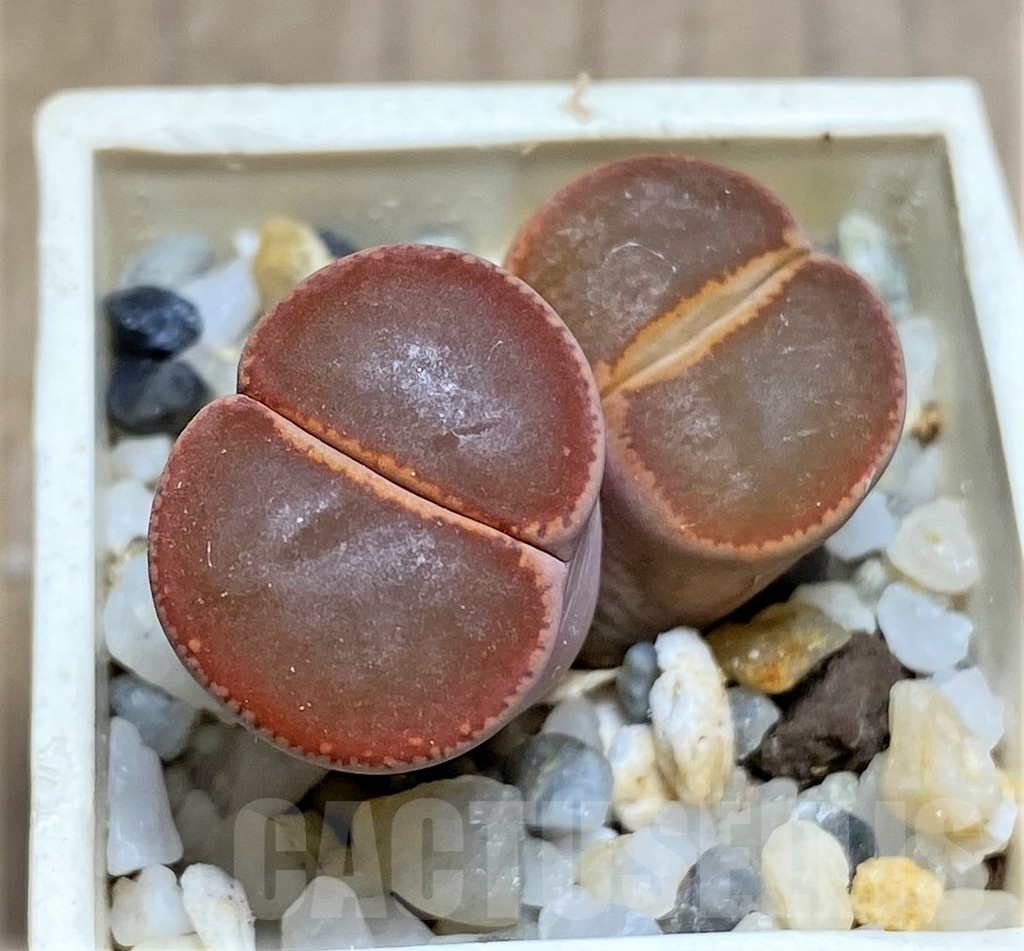 SHPR25834 Lithops aucampiae 'Nugget' SH 1651