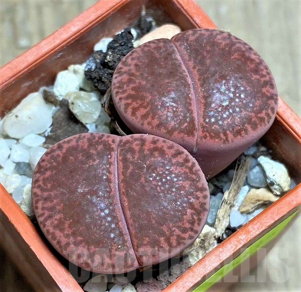 SHPR25835 Lithops bromfieldii 'Rubroroseus'