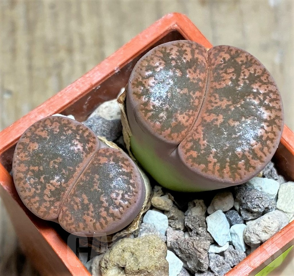 SHPR25836 Llithops lesliei SH 1621, Herming Spruits