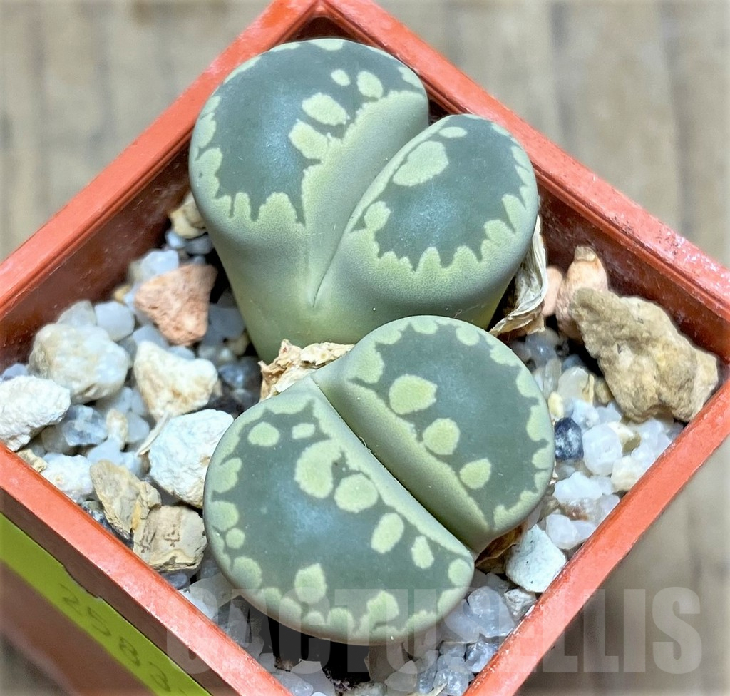 SHPR25837 Lithops otzeniana C280