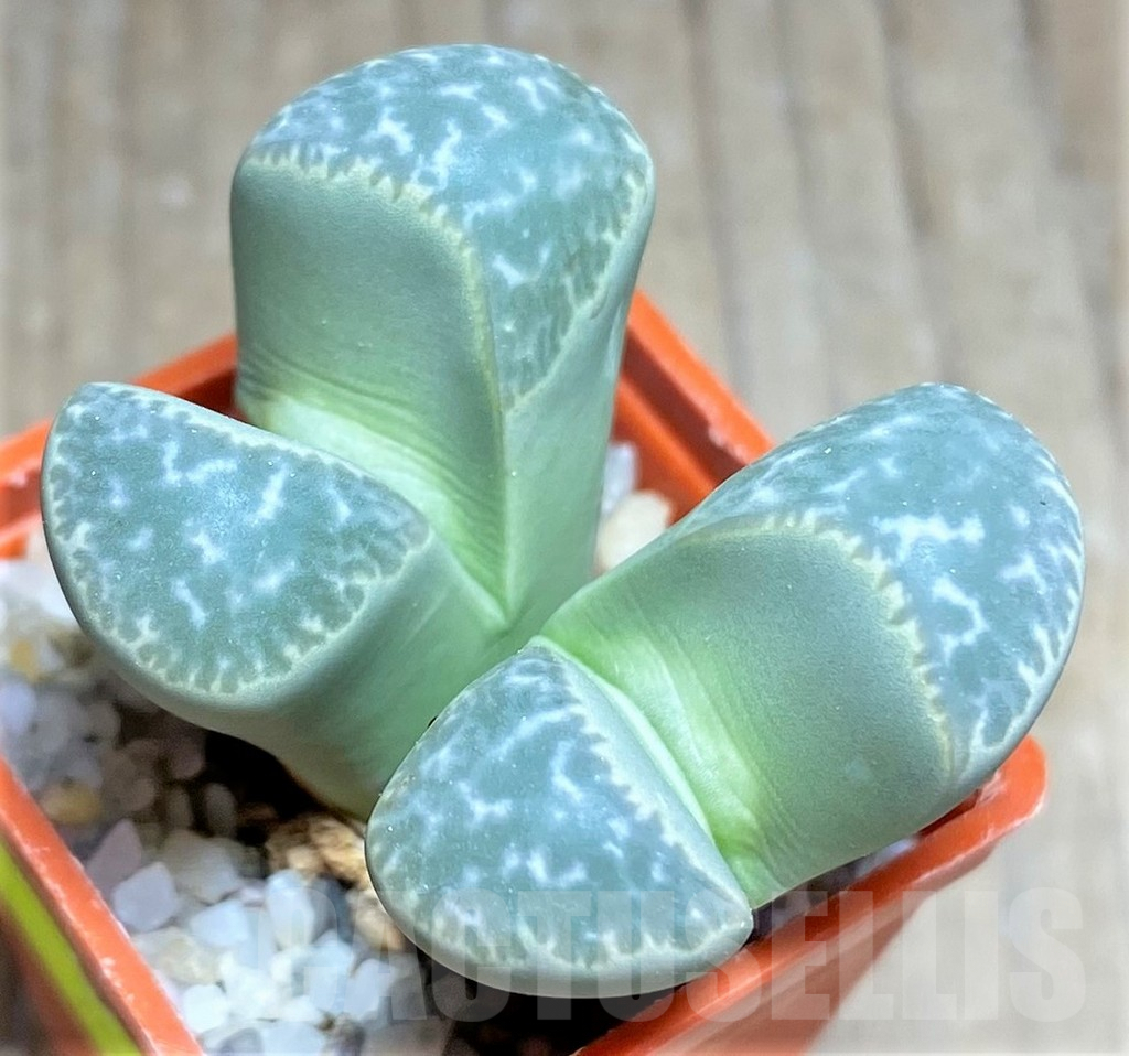 SHPR25839 Lithops naureeniae