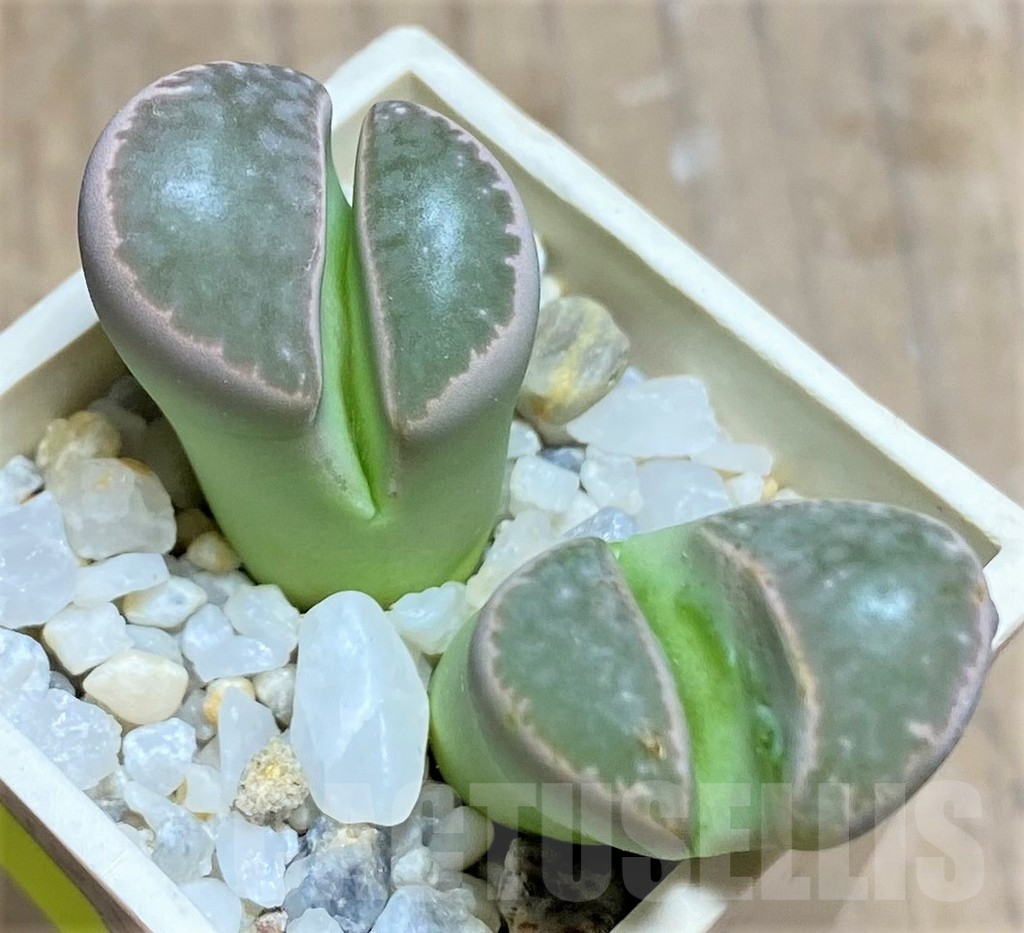 SHPR25840 Lithops naureeniae