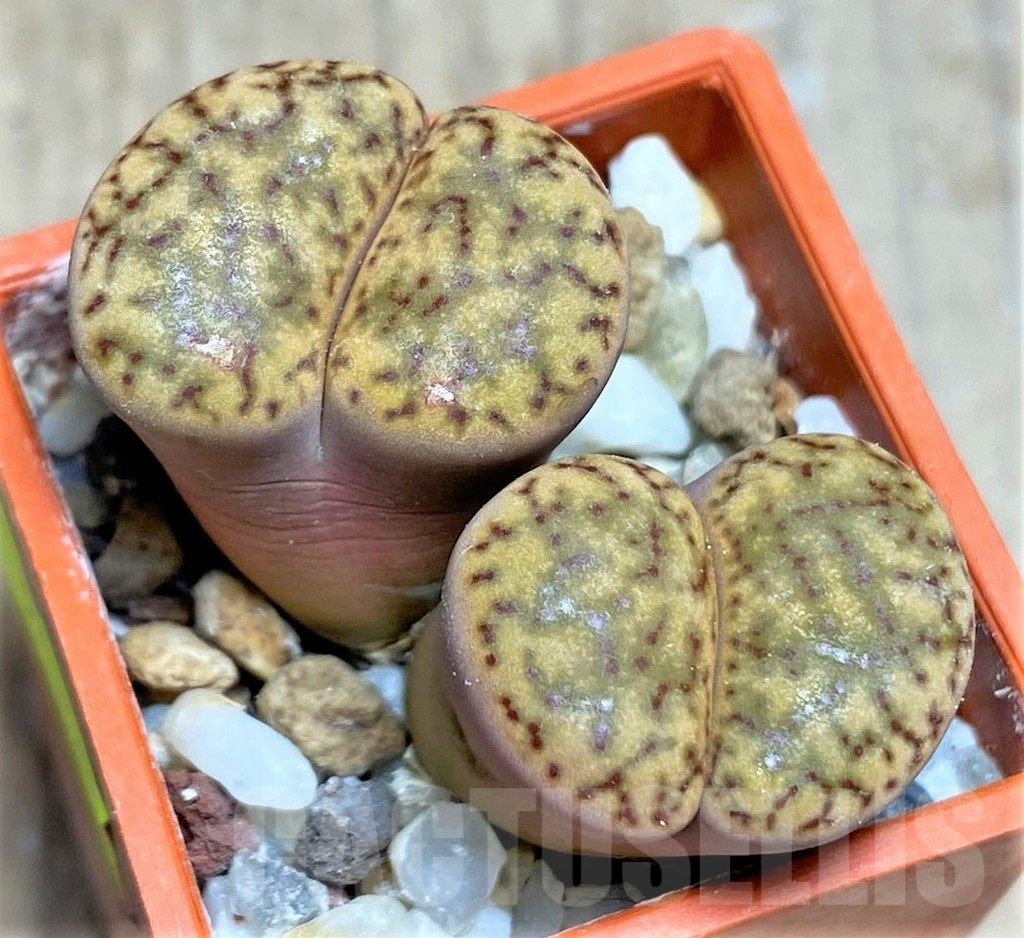 SHPR25841 Lithops bromfieldii v. glaudinae C393, SH1660
