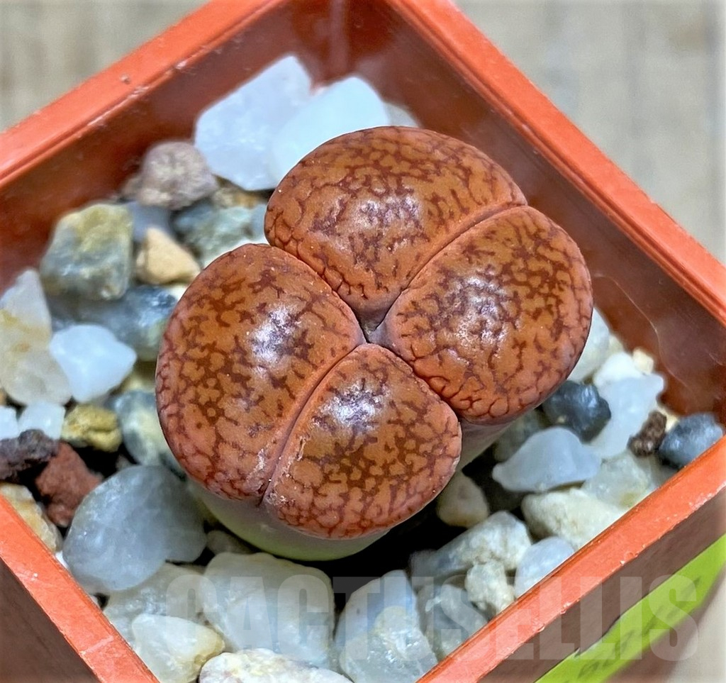 SHPR25842 Lithops aucampiae v. koelemanii SH1648