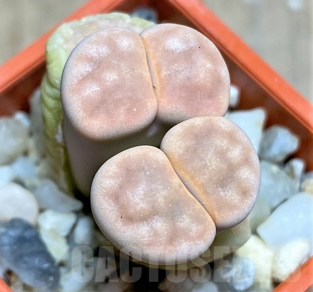 SHPR25844 Lithops karasmontana