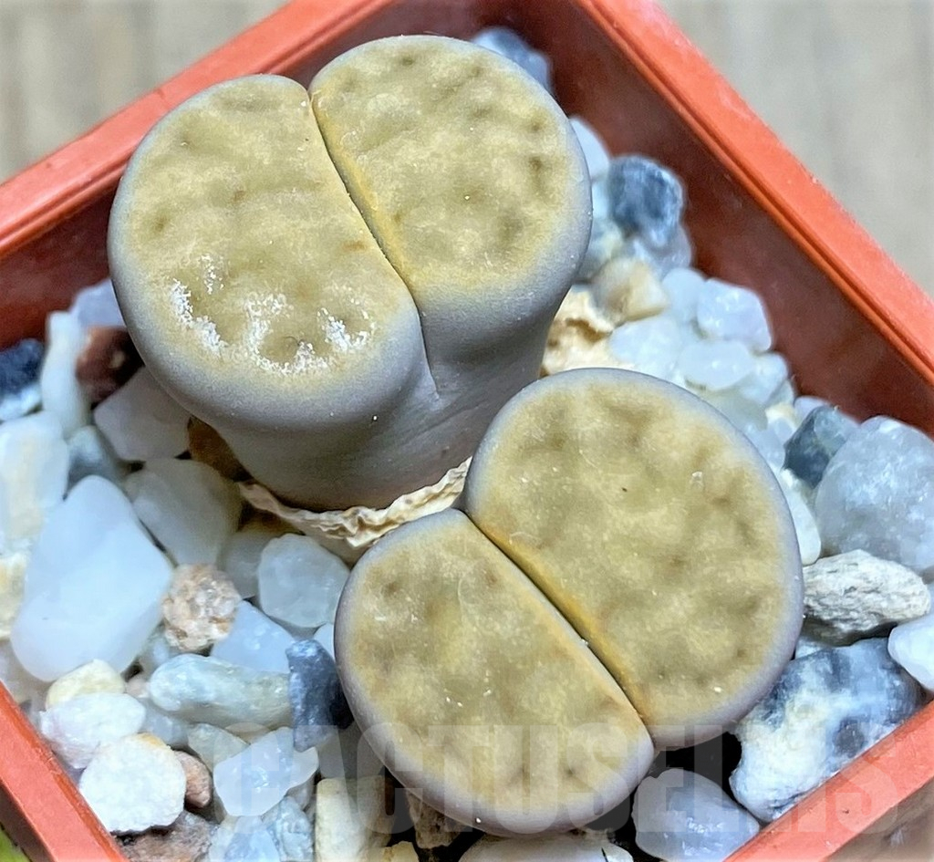 SHPR25845 Lithops karasmontana