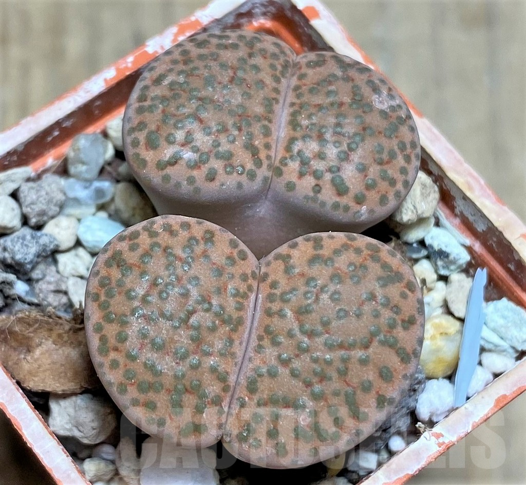 SHPR25847 Lithops fulviceps