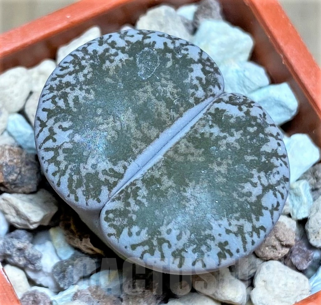 SHPR25848 Lithops lesliei v. venteri