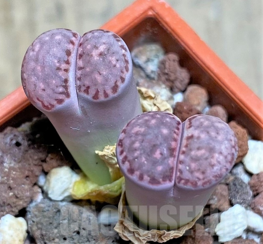 SHPR25849 Lithops salicola 'Bacchus' x julii