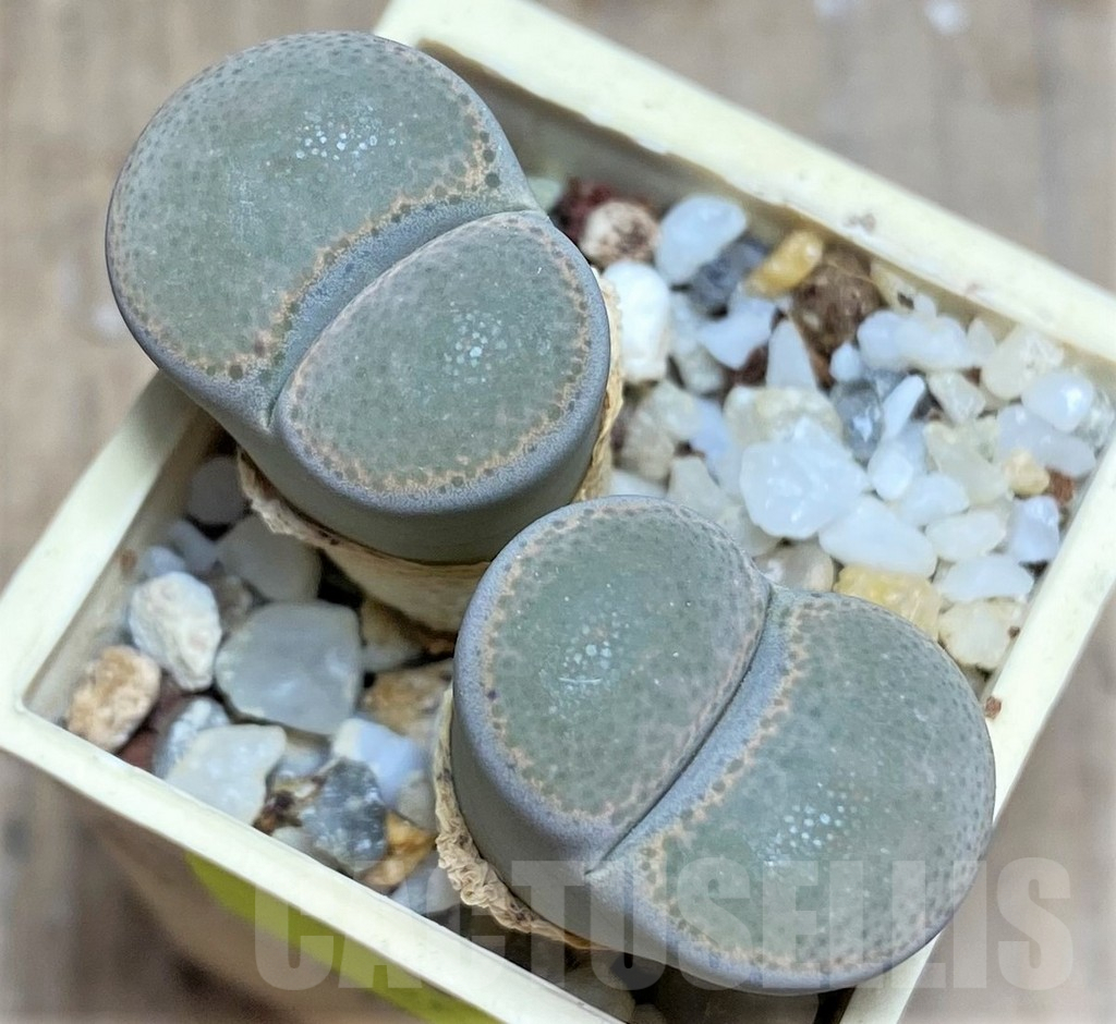 SHPR25850 Lithops terricolor f. peersii -Miller Station- SH 1693