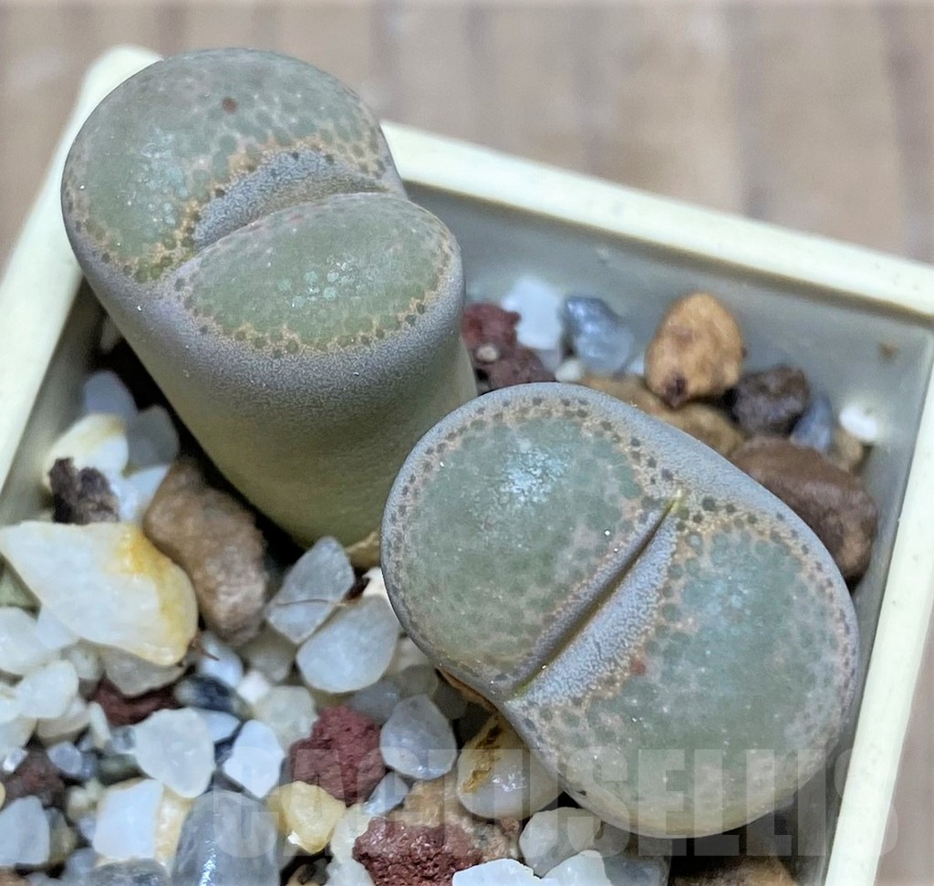 SHPR25851 Lithops terricolor f. peersii -Miller Station-