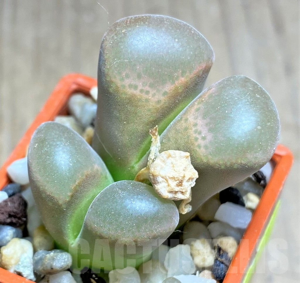 SHPR25853 Conophytum praesectum