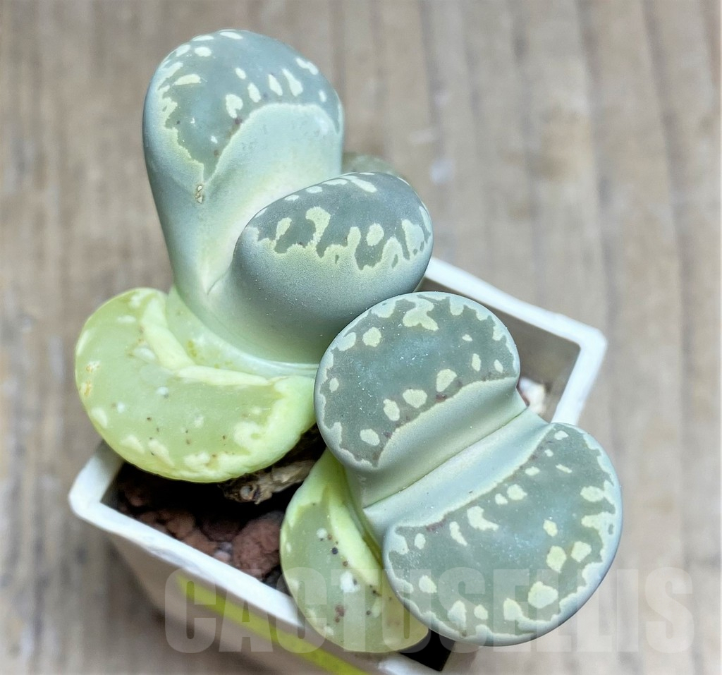 SHPR25857 Lithops otzeniana