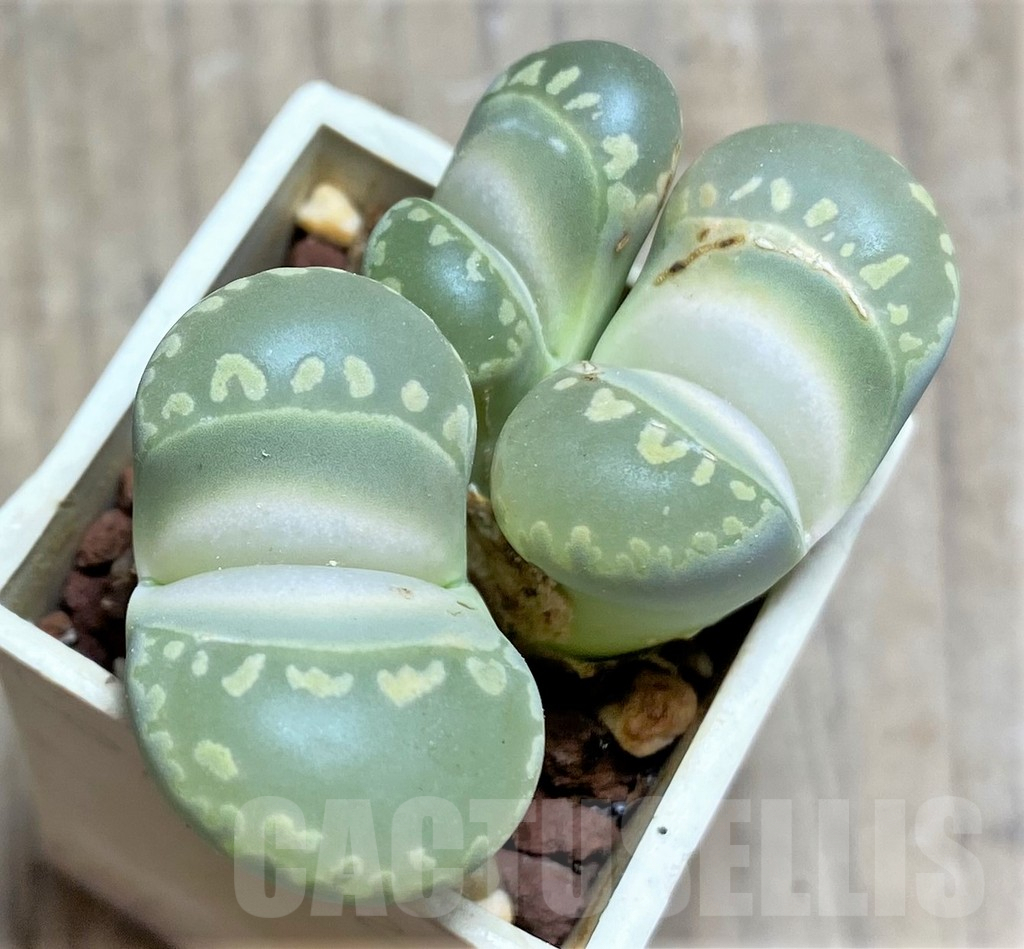 SHPR25859 Lithops otzeniana