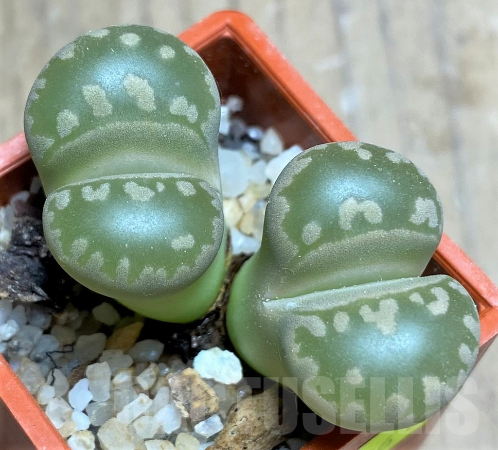 SHPR25861 Lithops otzeniana C128