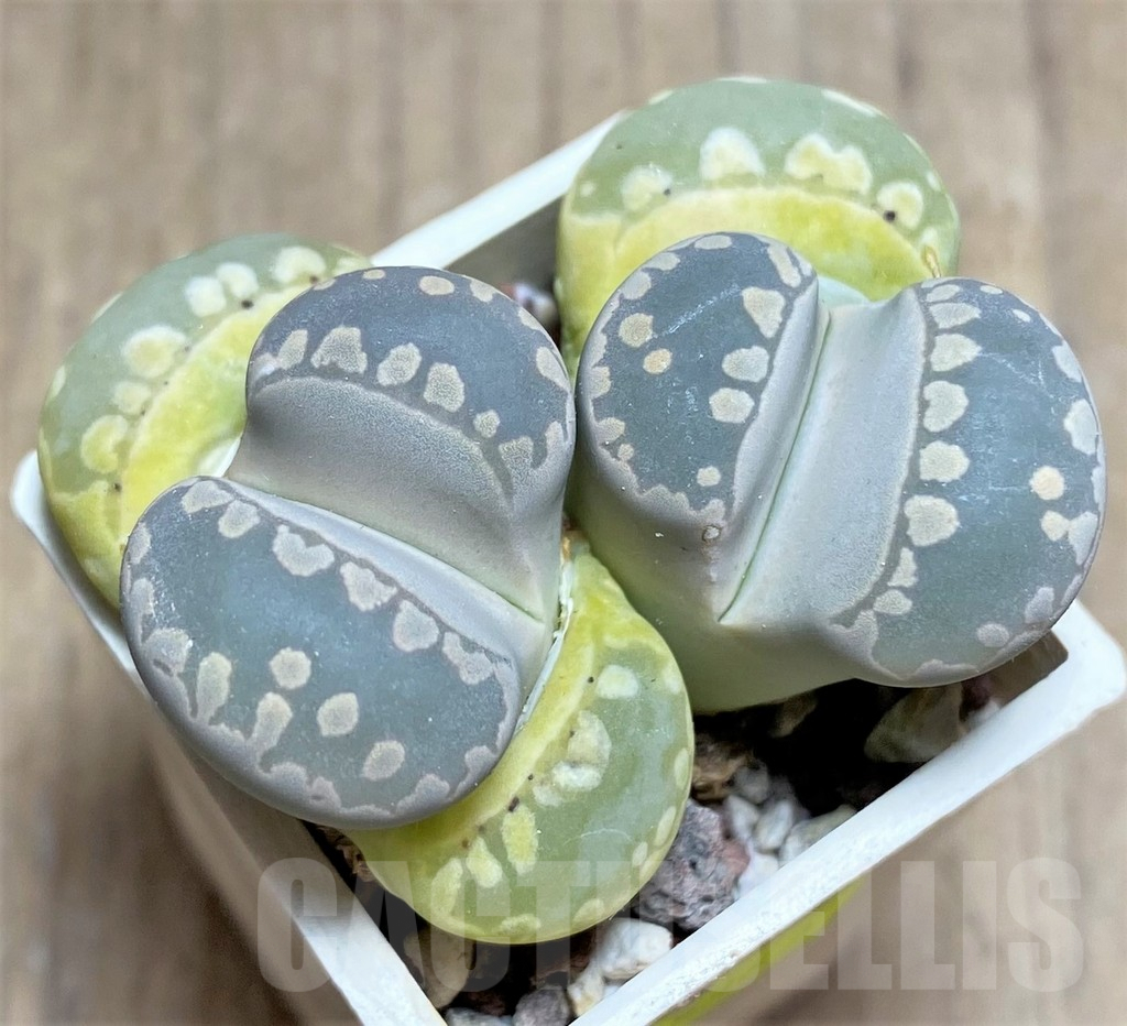 SHPR25862 Lithops otzeniana