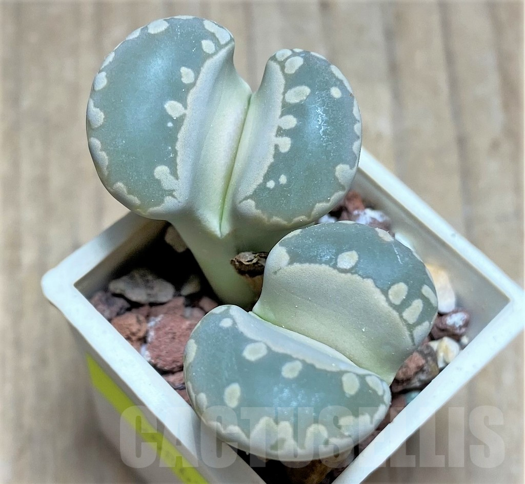 SHPR25863 Lithops otzeniana