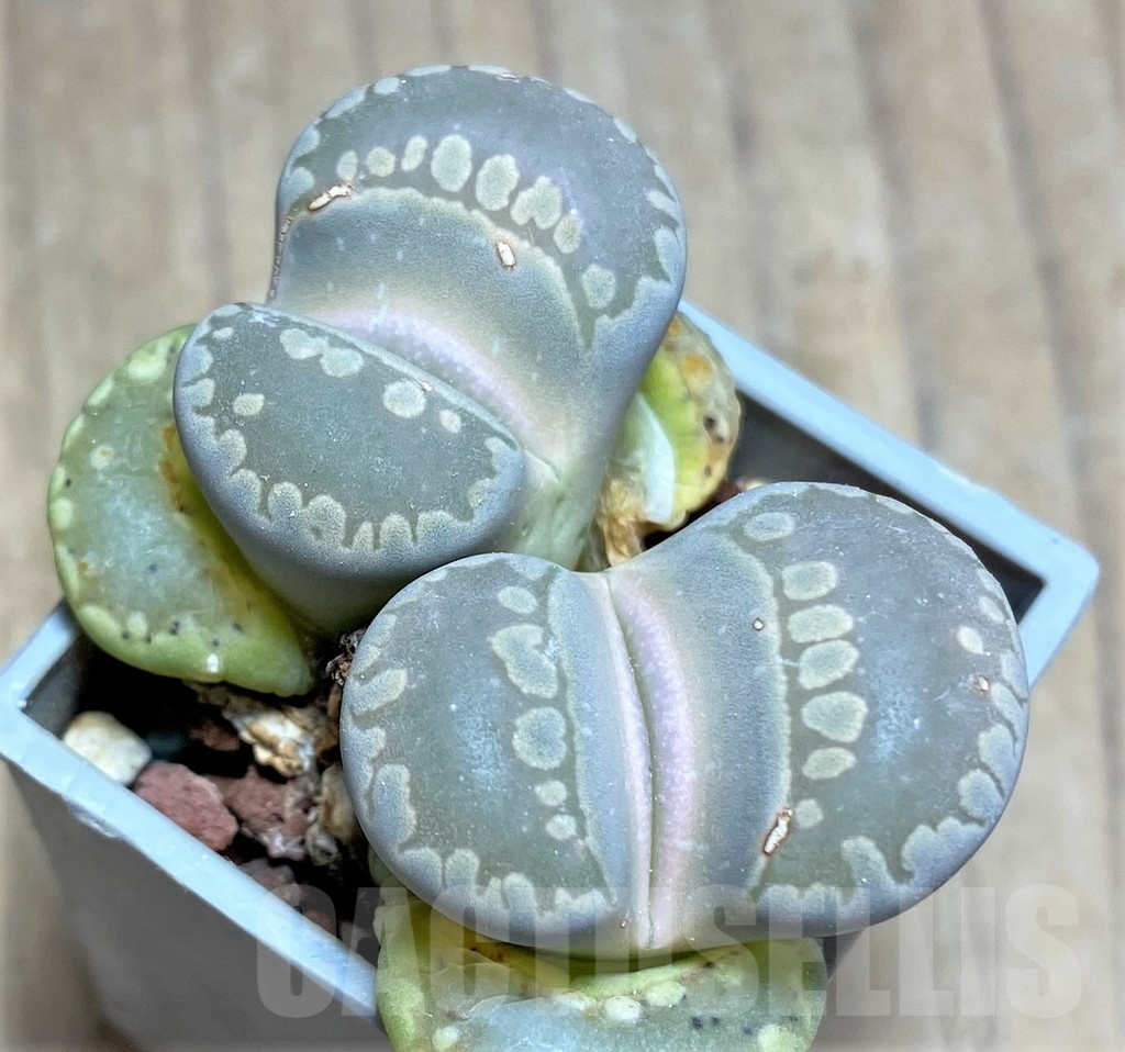 SHPR25864 Lithops otzeniana
