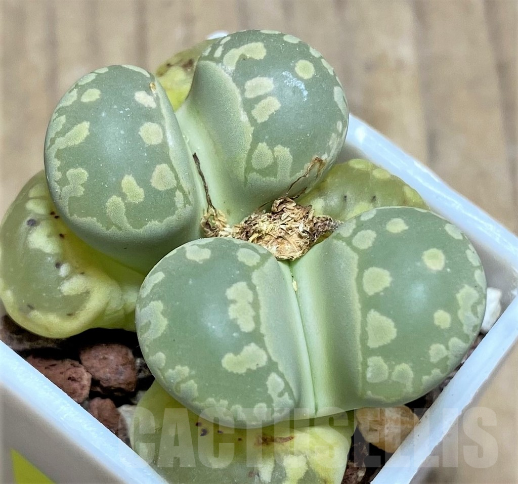 SHPR25865 Lithops otzeniana