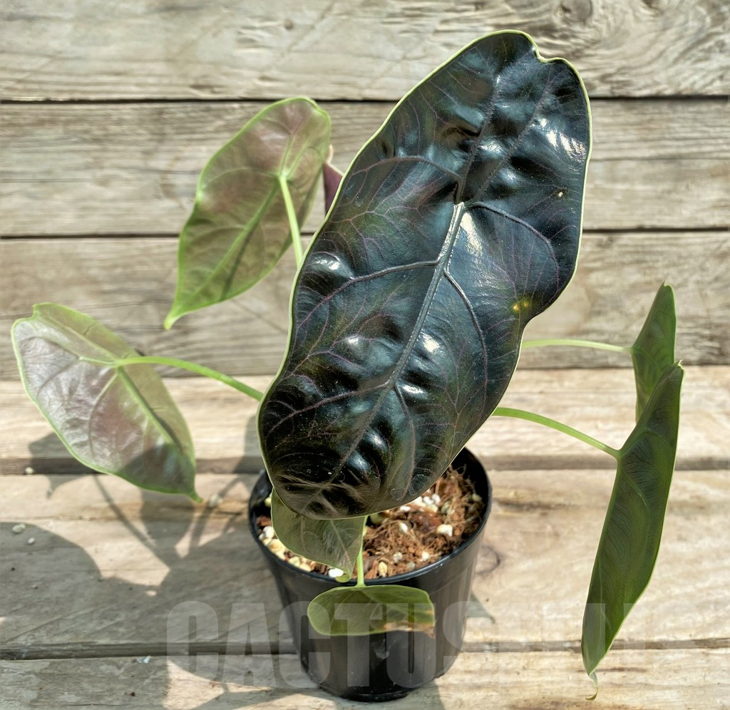 SHPR25909 Alocasia azlanii - Image 3