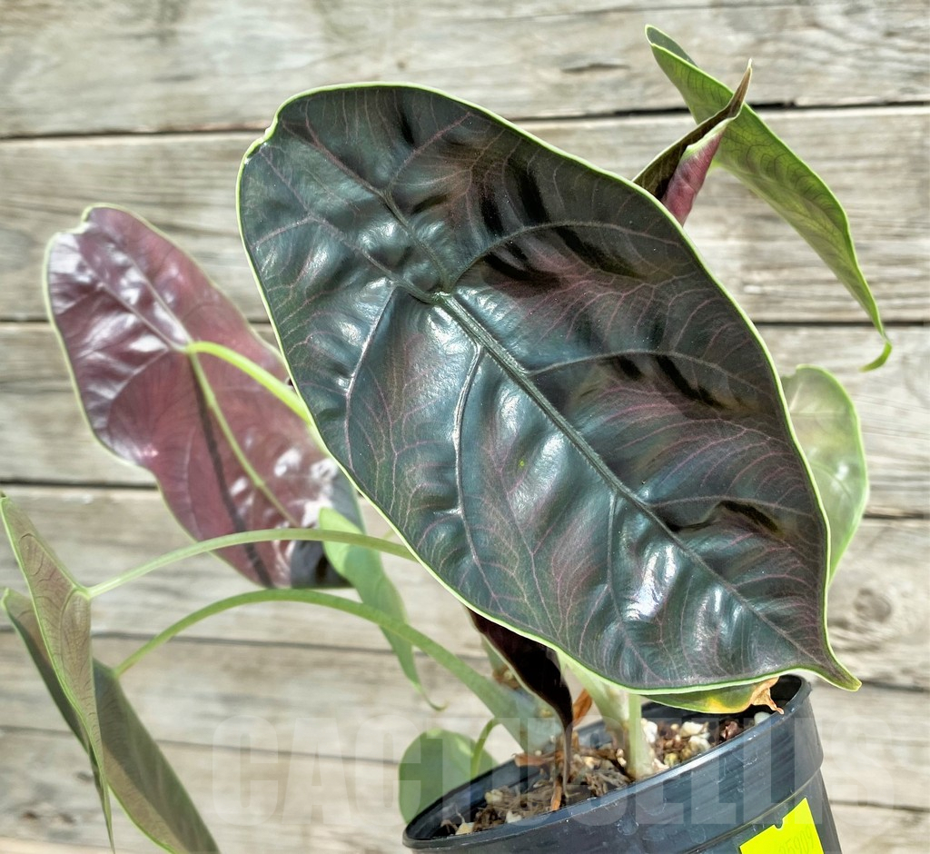 SHPR25909 Alocasia azlanii