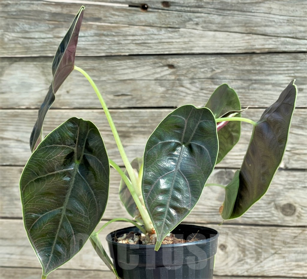 SHPR25909 Alocasia azlanii - Image 2