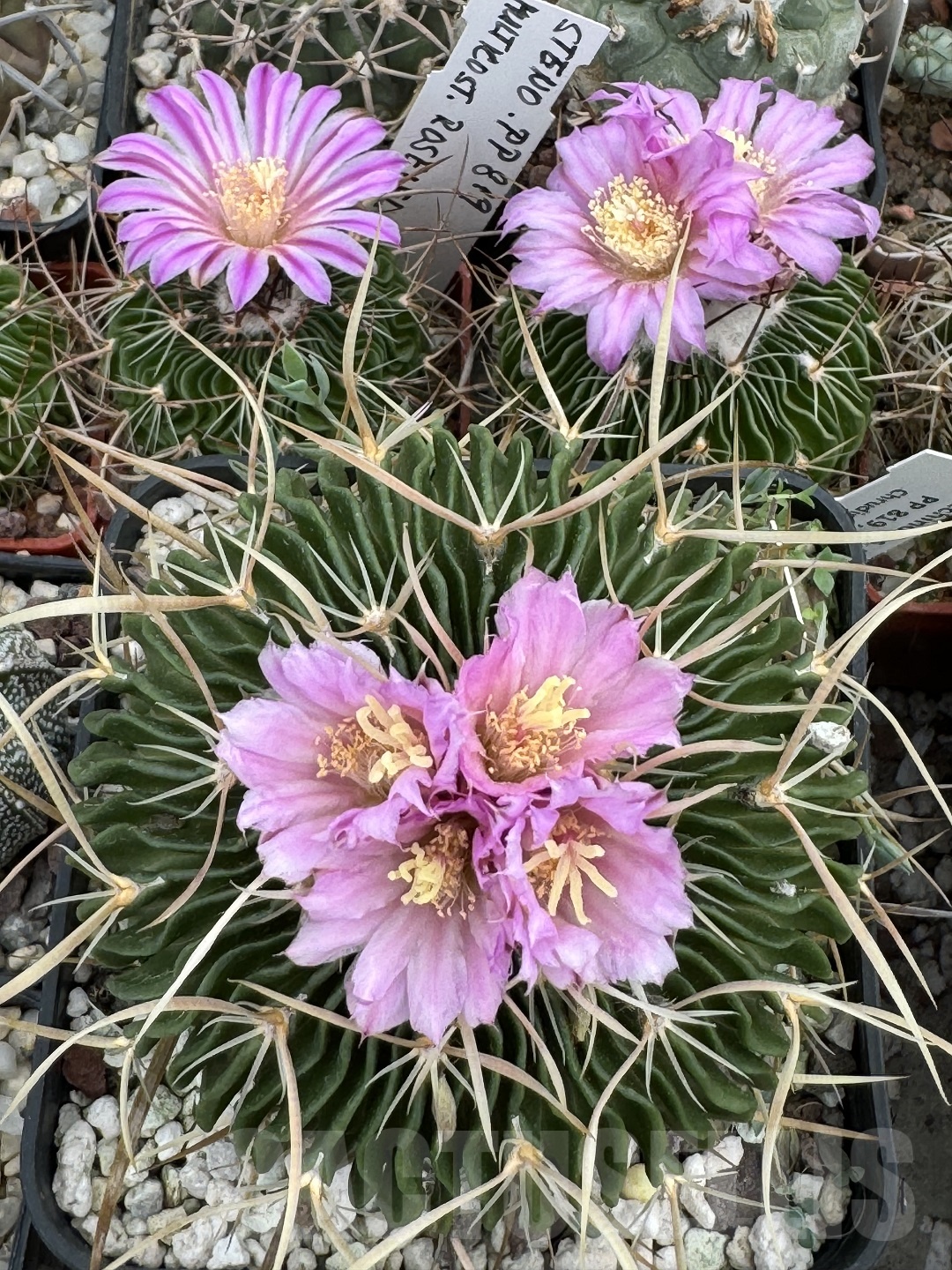 LOT664 10 SEEDS Stenocactus multicostatus 2024 - immagine 3