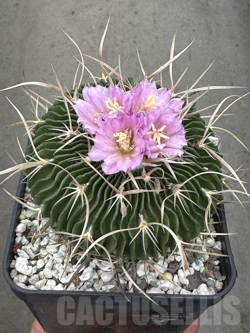 LOT664 10 SEEDS Stenocactus multicostatus 2024 - immagine 2