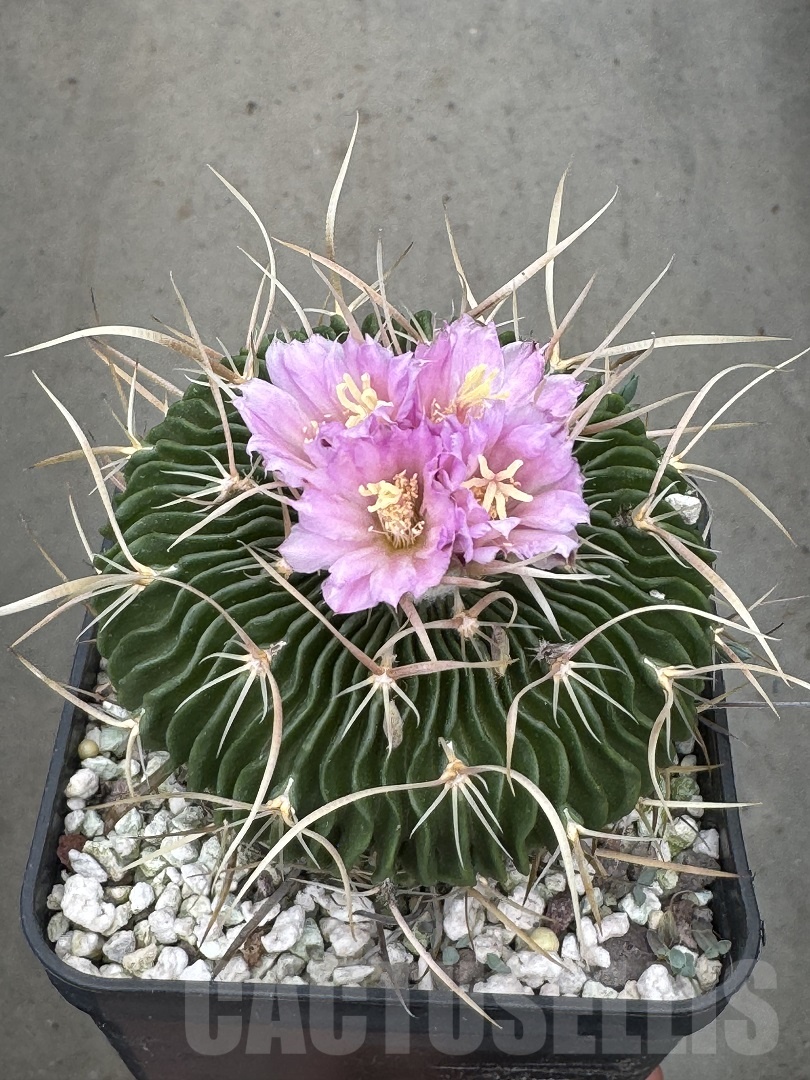 LOT664 10 SEEDS Stenocactus multicostatus 2024