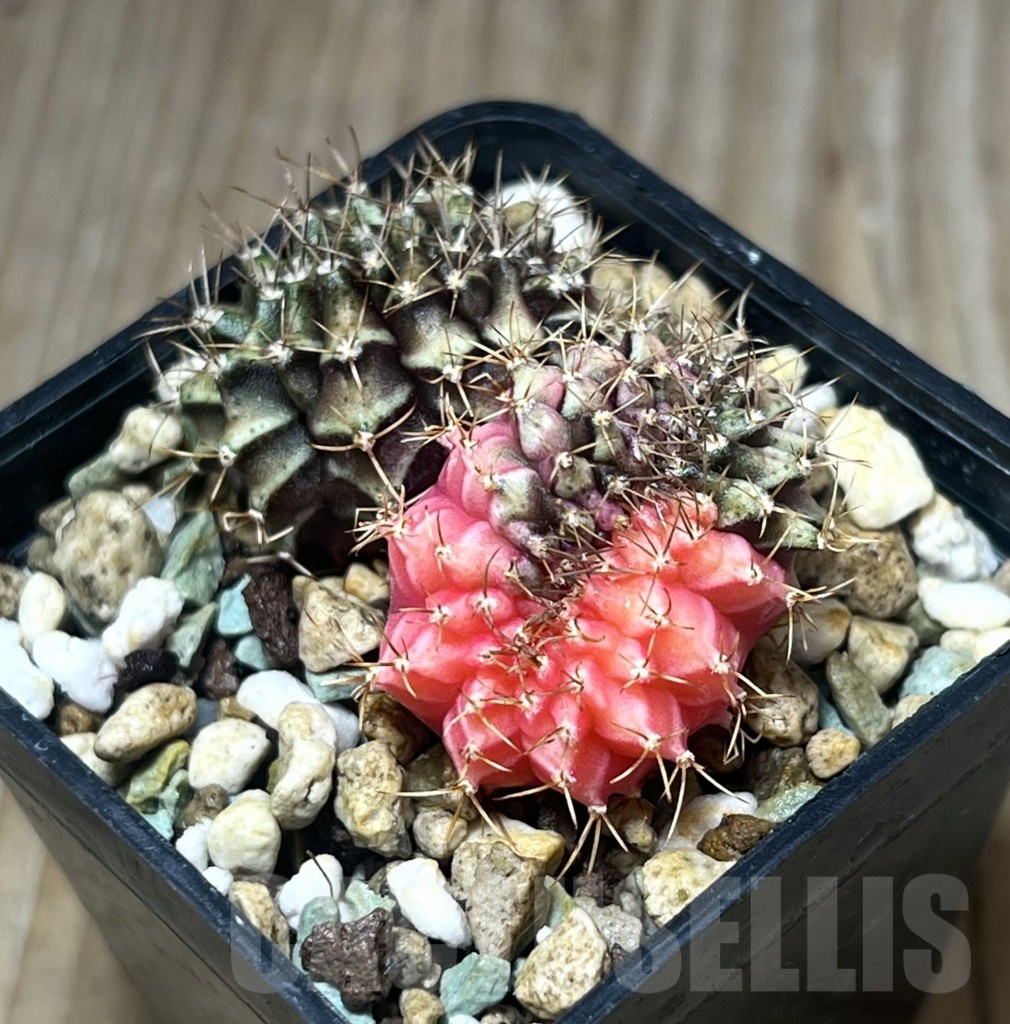 SHPR25302 Gymnocalycium mihanovichii f. cristata variegata