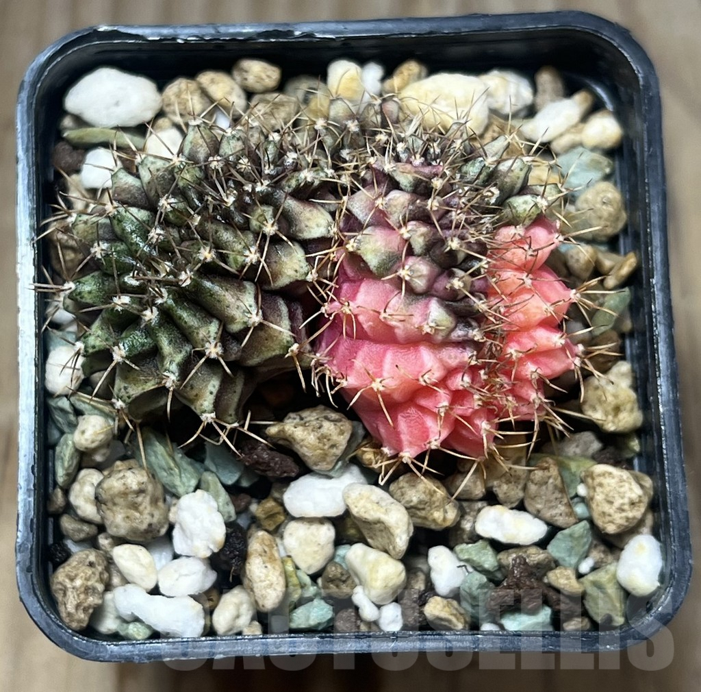 SHPR25302 Gymnocalycium mihanovichii f. cristata variegata – Image 2