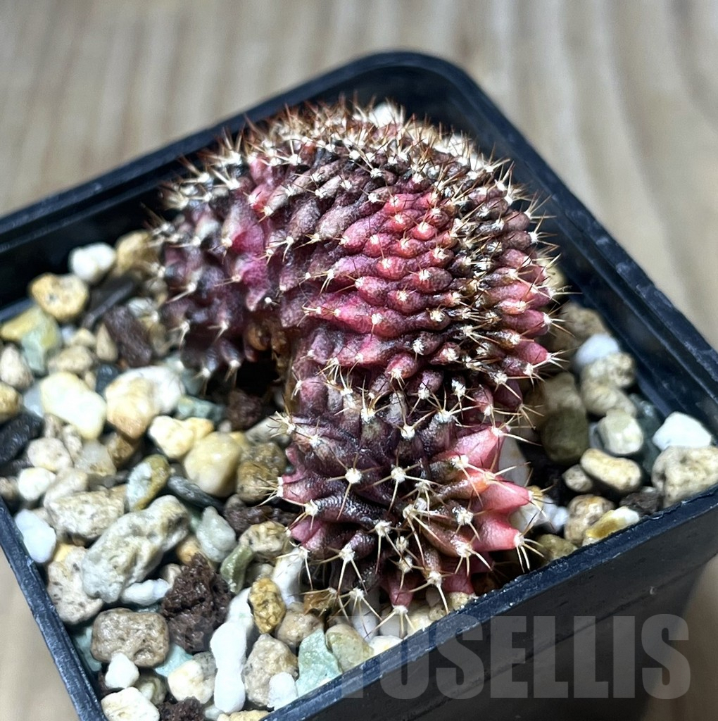 SHPR25303 Gymnocalycium mihanovichii f. cristata variegata – Image 2