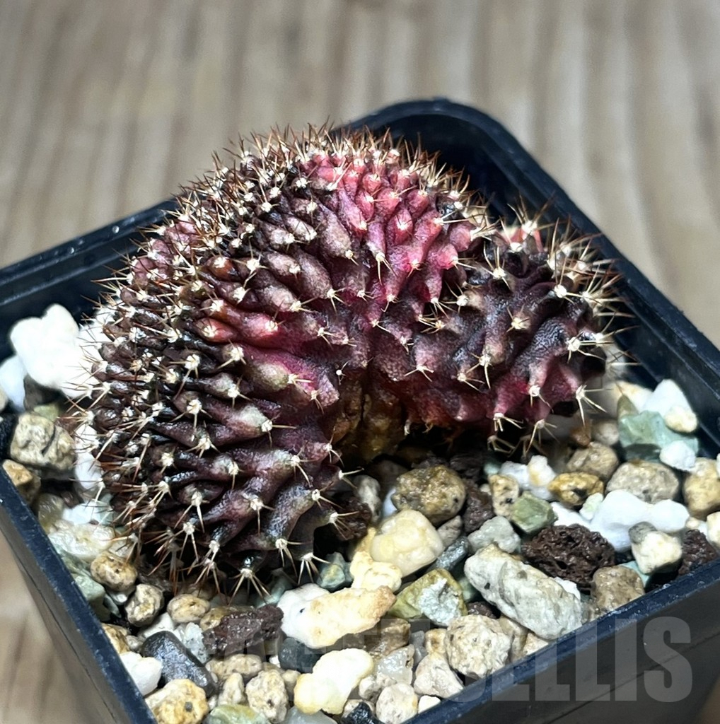 SHPR25303 Gymnocalycium mihanovichii f. cristata variegata