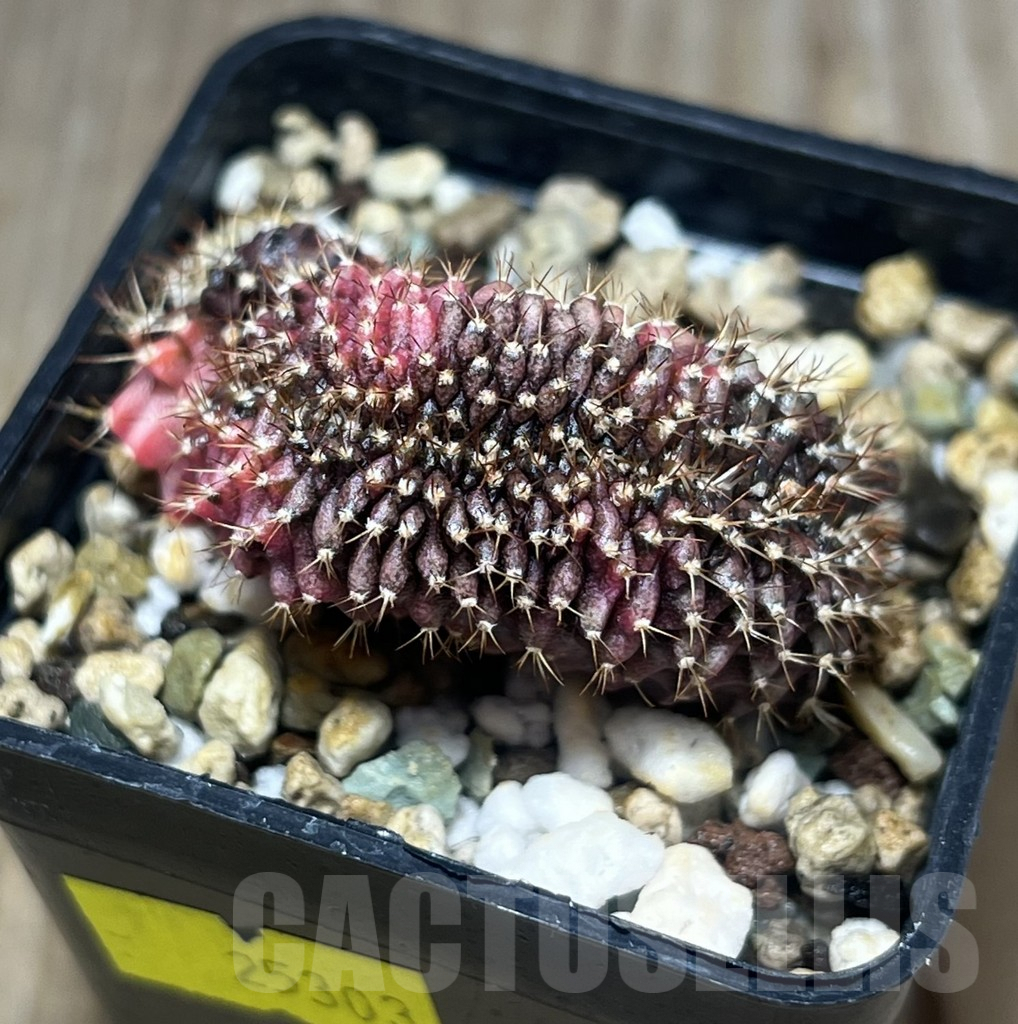 SHPR25303 Gymnocalycium mihanovichii f. cristata variegata – Image 3