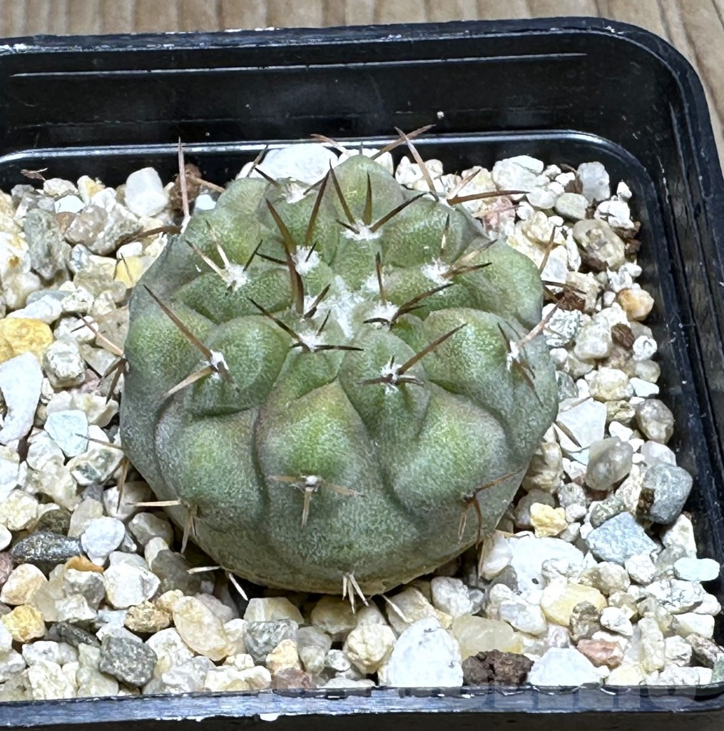 SHPR25508 Copiapoa cinerea v. columna-alba -Esmeralda-