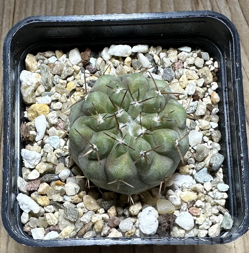 SHPR25508 Copiapoa cinerea v. columna-alba -Esmeralda- - Obrázek 2