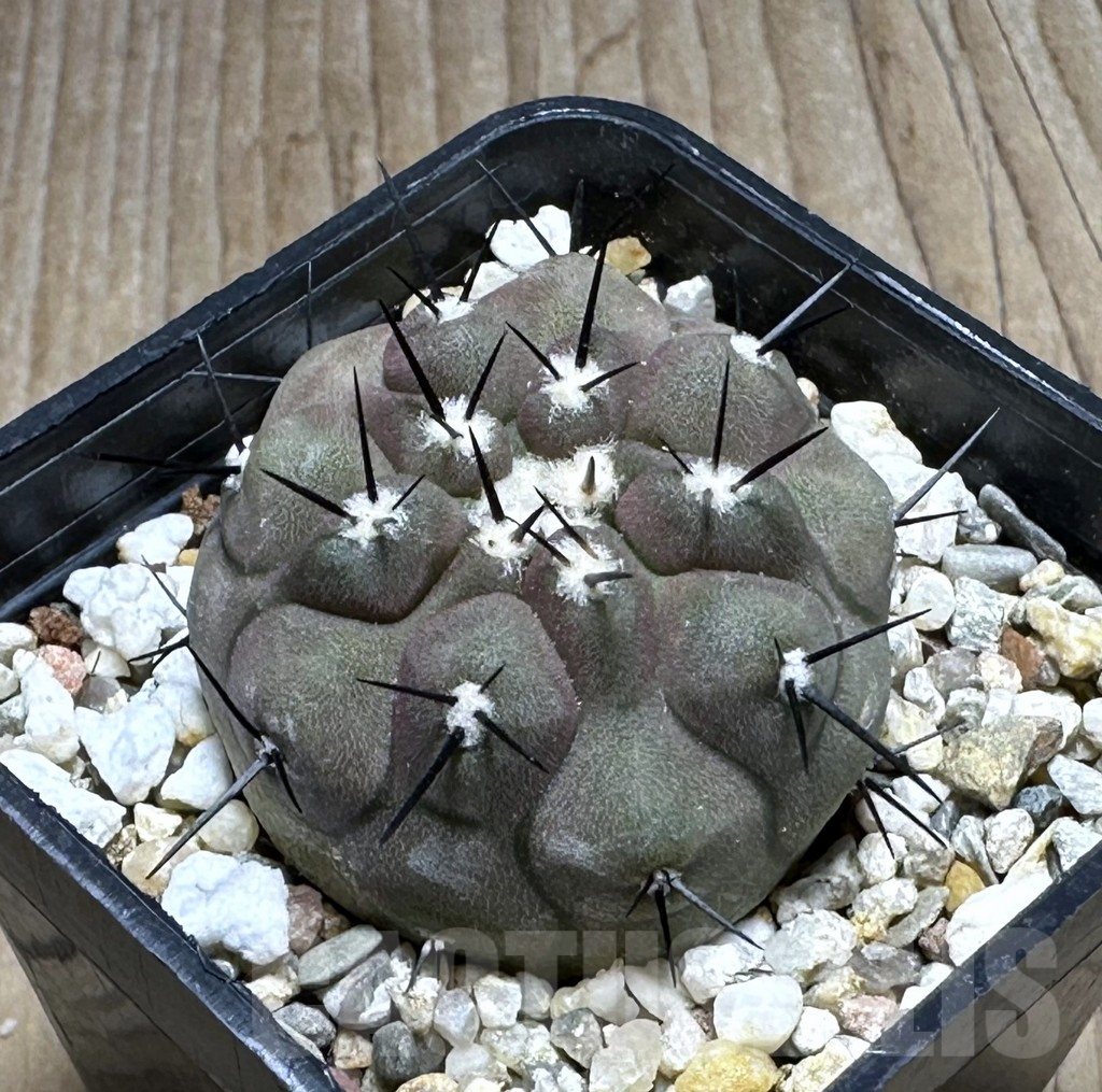 SHPR25484 Copiapoa cinerea