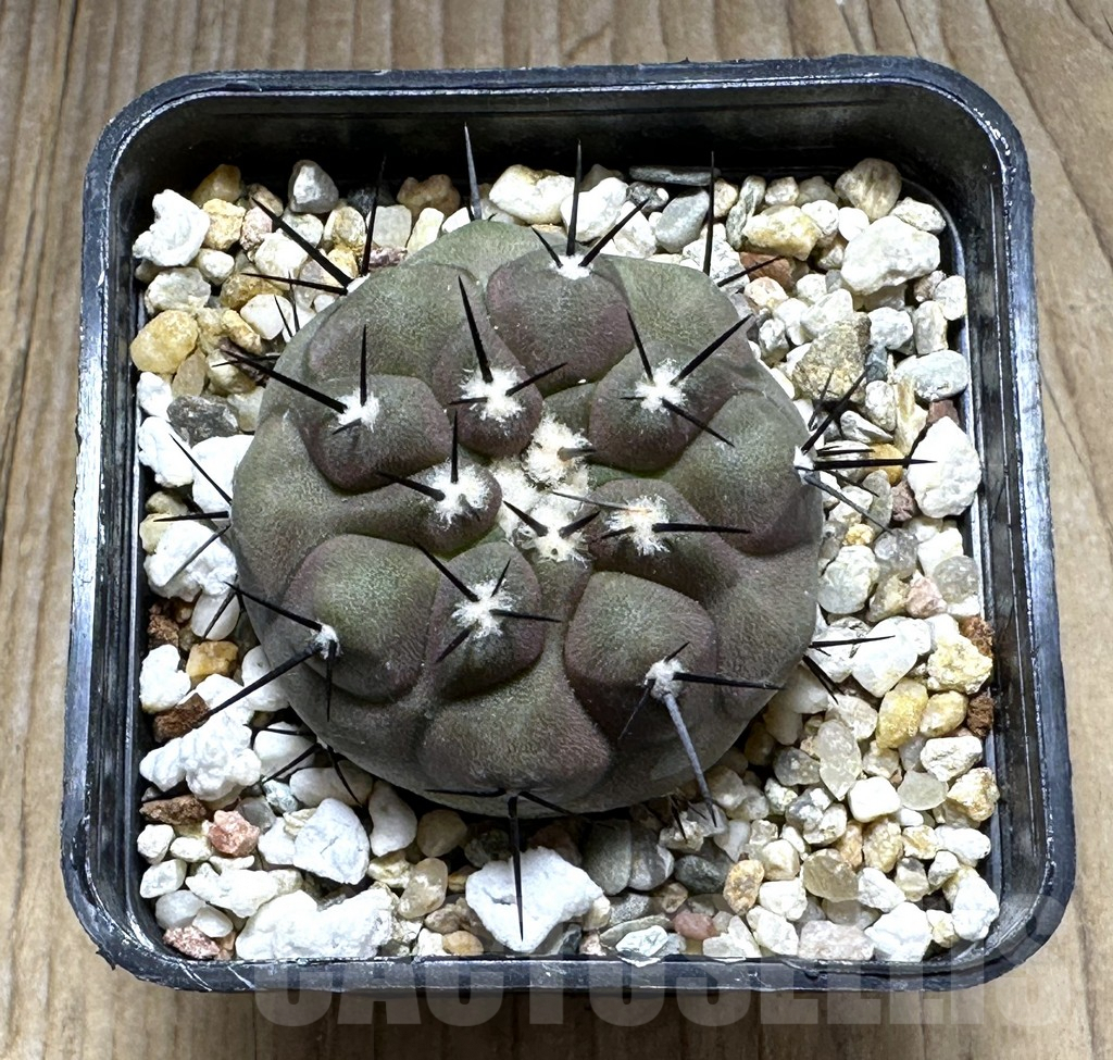 SHPR25484 Copiapoa cinerea - Obrázek 2