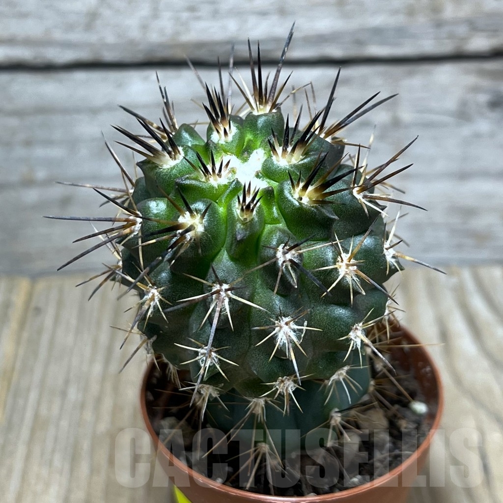 SHPR24755 Copiapoa cuprea, grafted