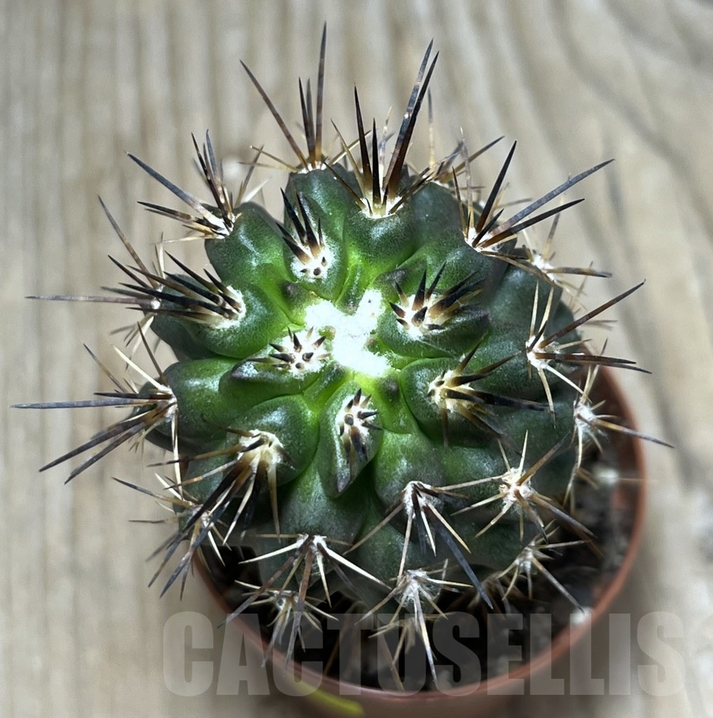 SHPR24755 Copiapoa cuprea, grafted - Obrázek 2