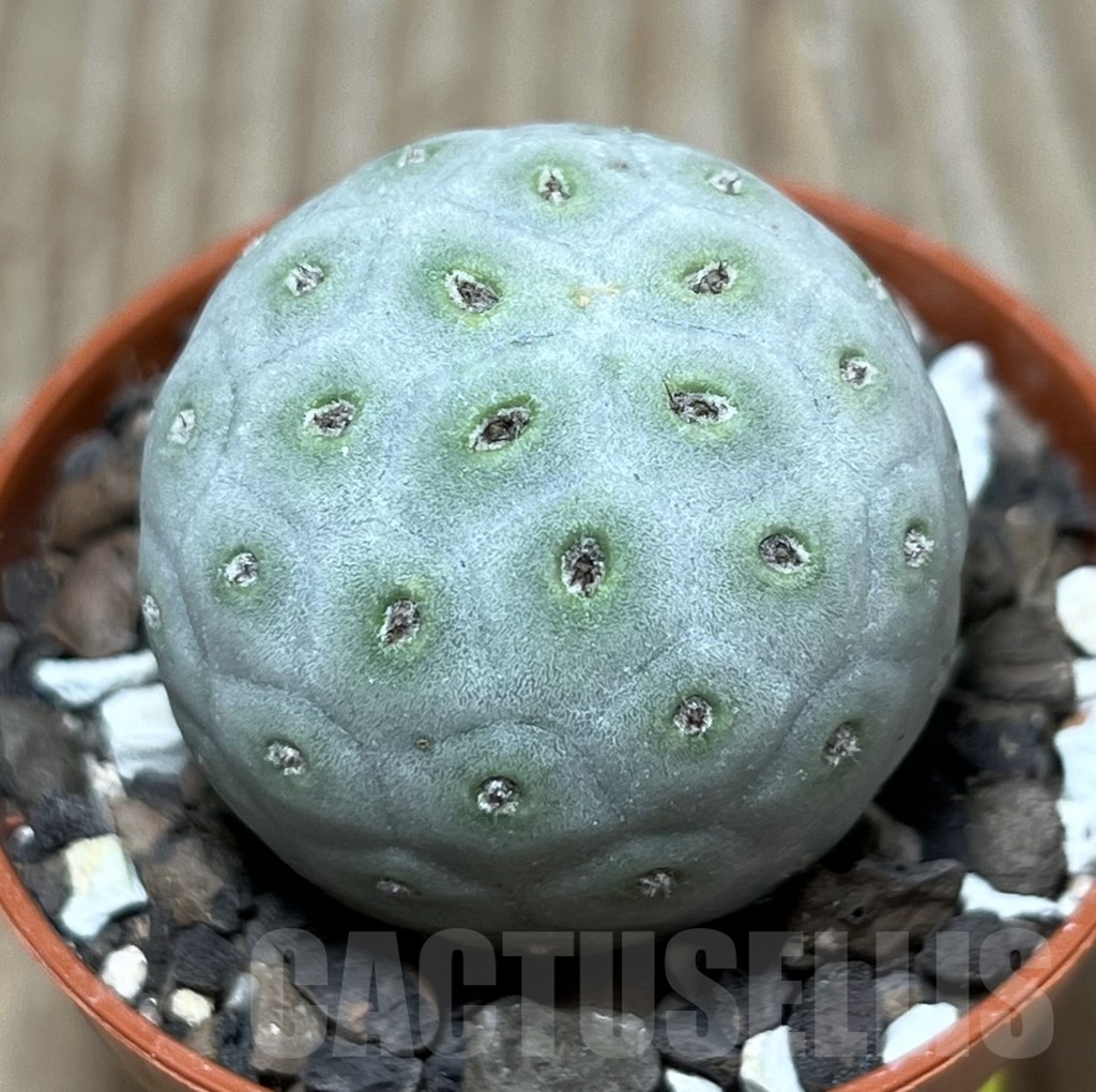 SHPR24766 Tephrocactus geometricus