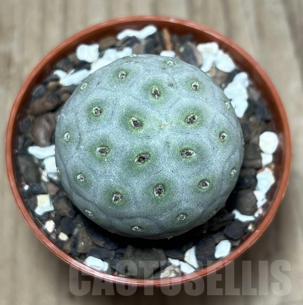 SHPR24766 Tephrocactus geometricus - immagine 2
