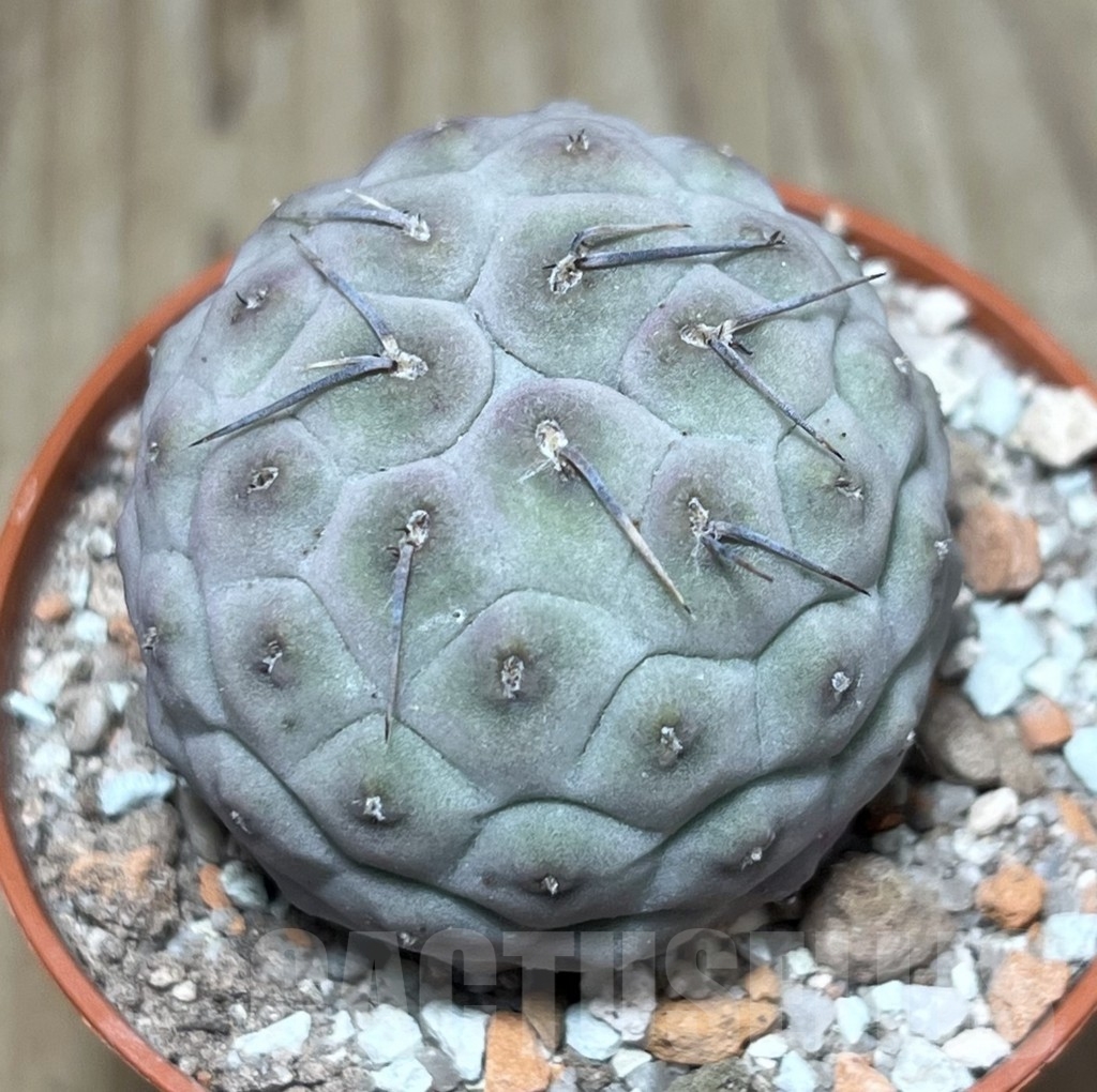 SHPR24768 Tephrocactus geometricus