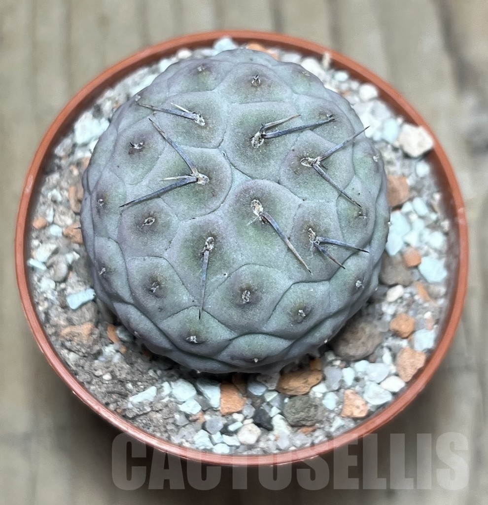 SHPR24768 Tephrocactus geometricus - 画像 (2)