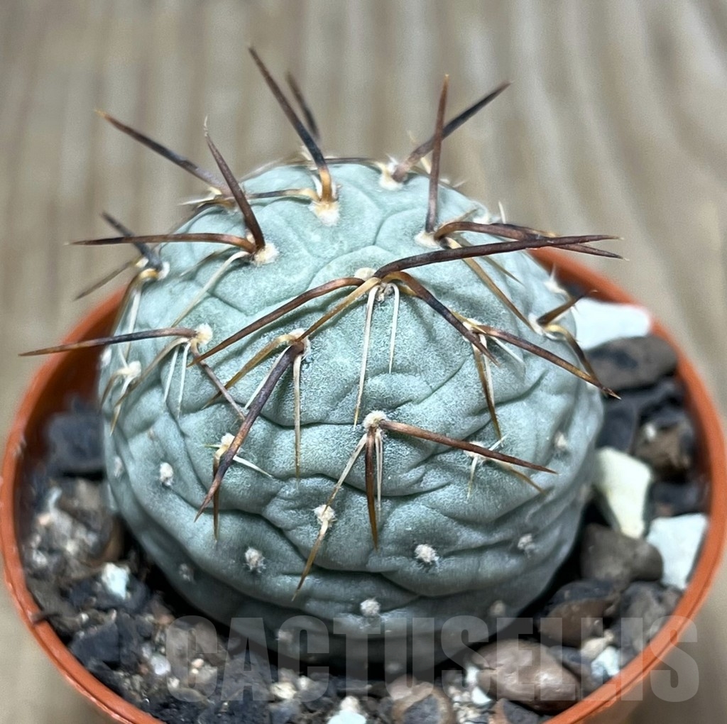 SHPR24769 Tephrocactus geometricus