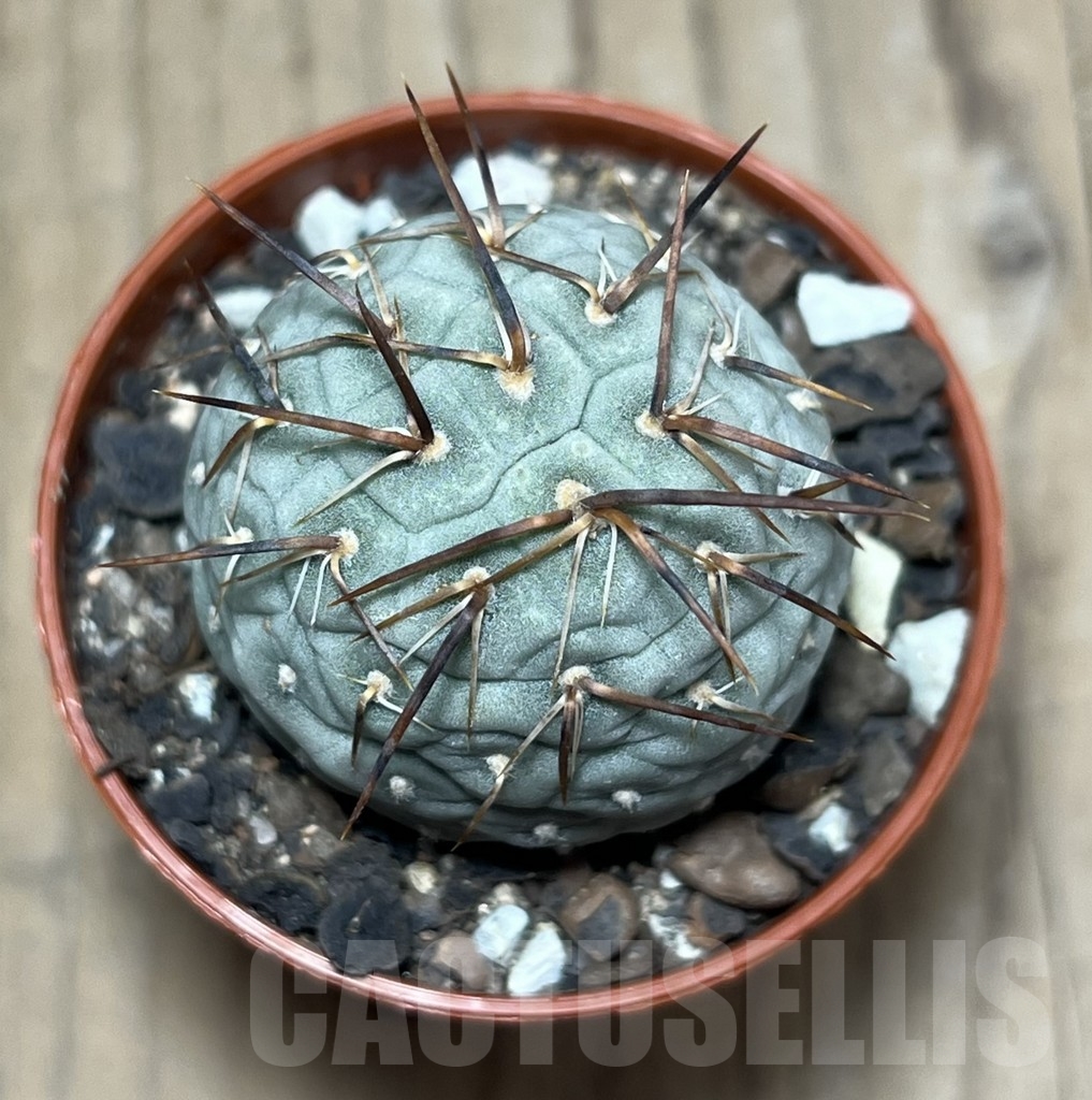 SHPR24769 Tephrocactus geometricus - immagine 2
