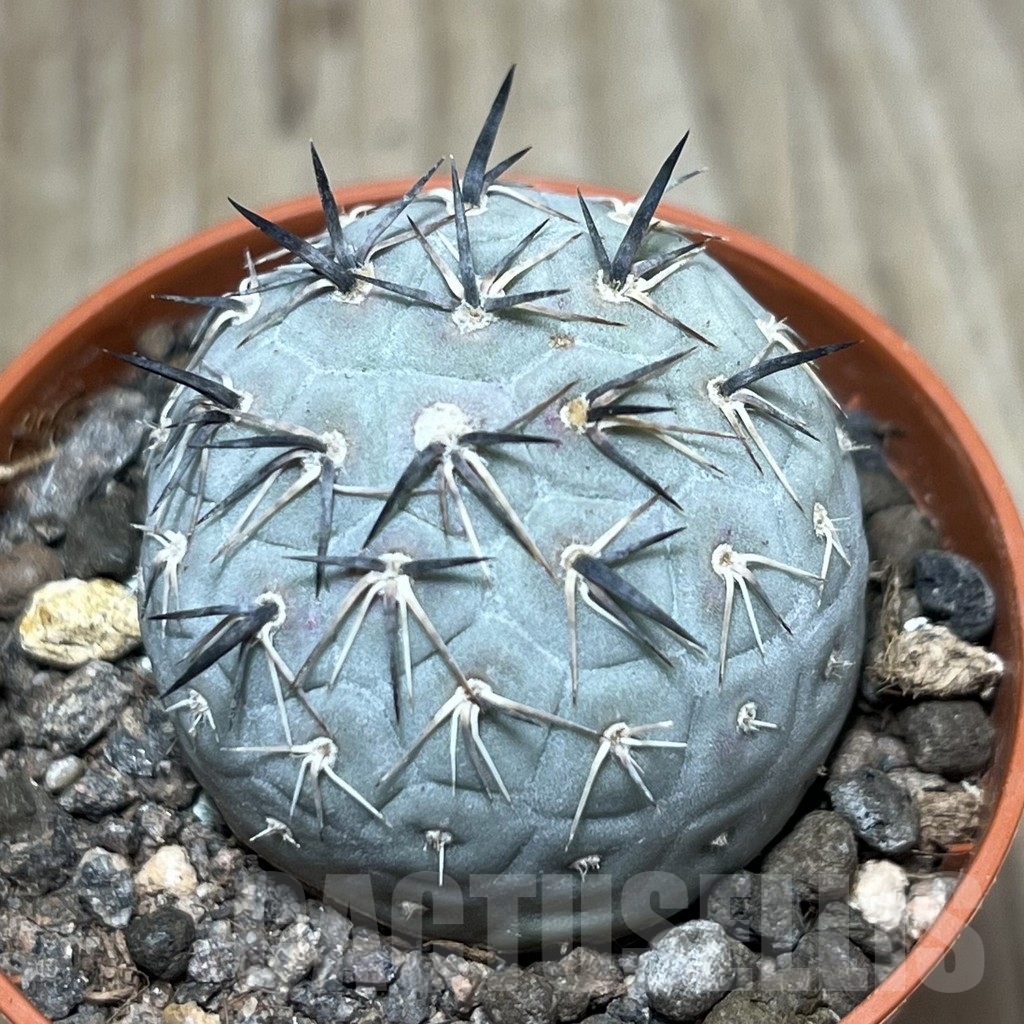 SHPR24772 Tephrocactus geometricus