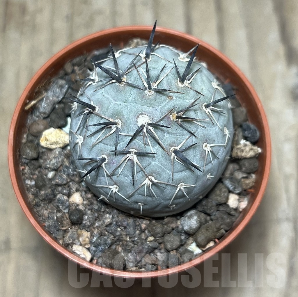 SHPR24772 Tephrocactus geometricus - 画像 (2)