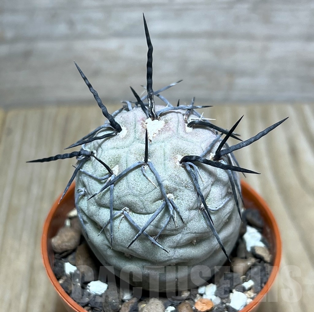 SHPR24773 Tephrocactus geometricus
