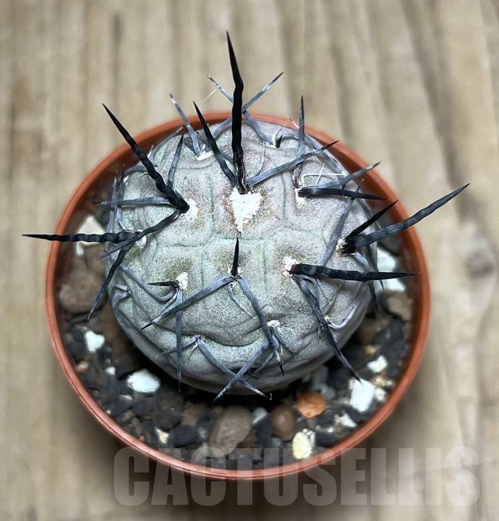 SHPR24773 Tephrocactus geometricus - immagine 2